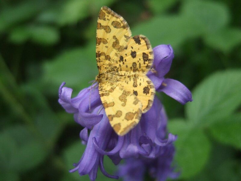 Yellow Moth on Purple Flower