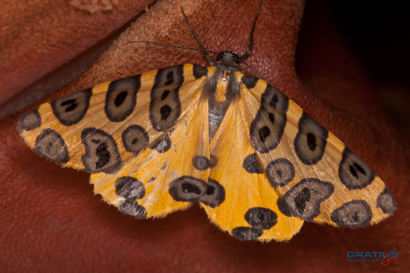 yellow moth with black spots