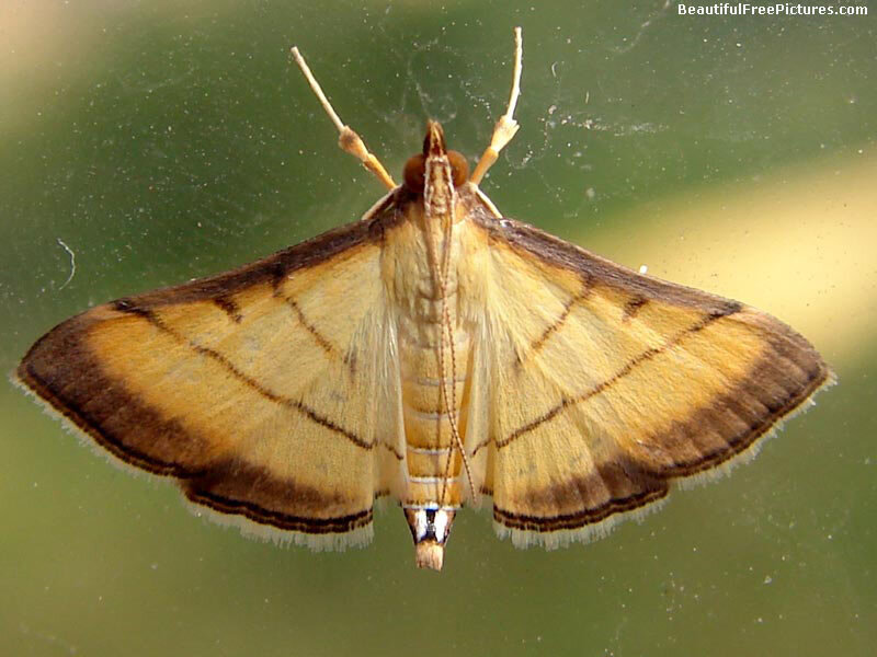 Yellow Moth with Brown Wings