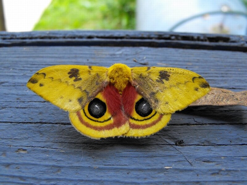 Yellow moth with eye spots