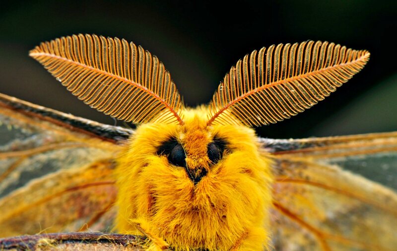 Yellow Moth with Feathery Antennae