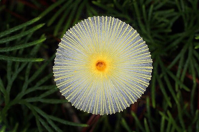 Yellow Mushroom Cap
