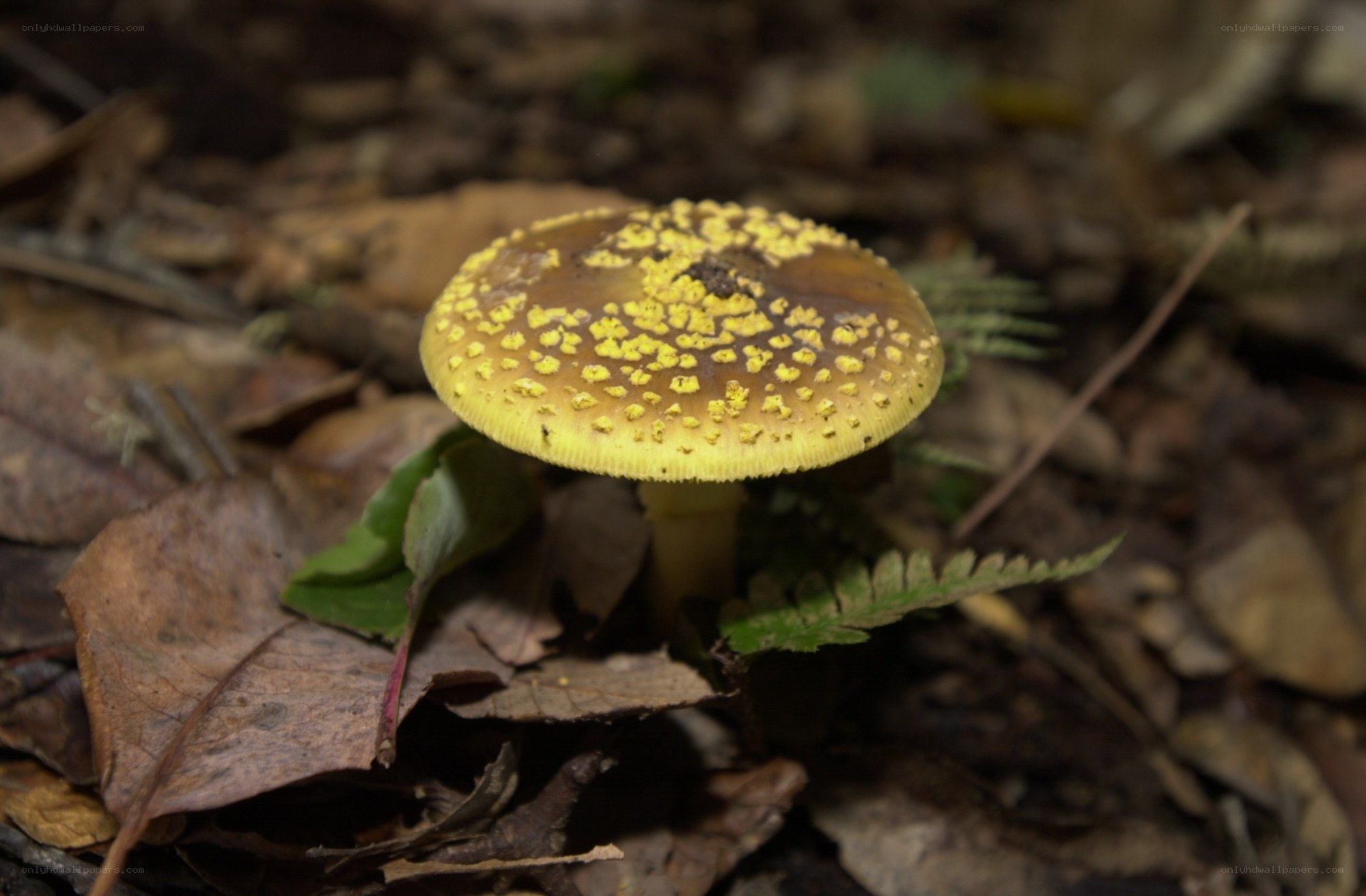yellow mushroom in forest