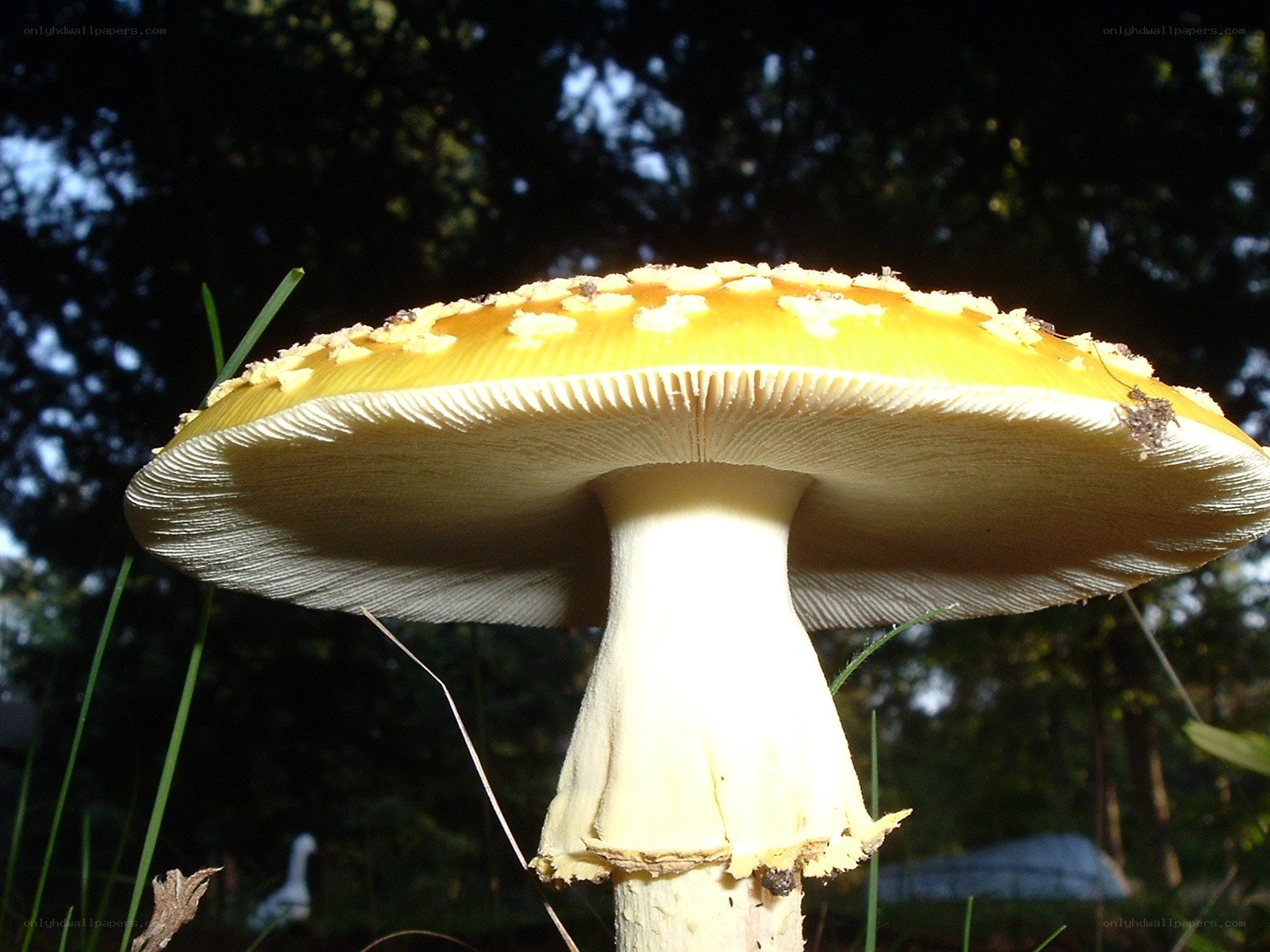 yellow mushroom in forest