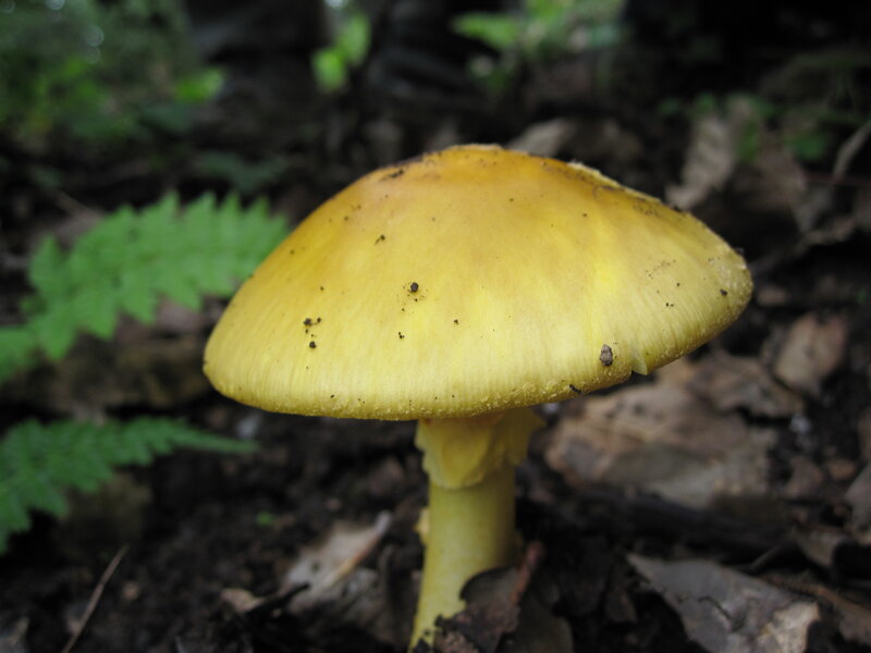 yellow mushroom in forest