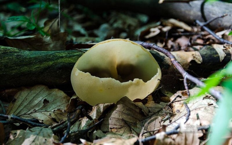 Yellow Mushroom in Forest — Brown