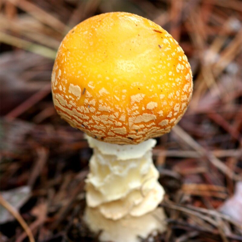 Yellow Mushroom in Forest — Natural, Autumn