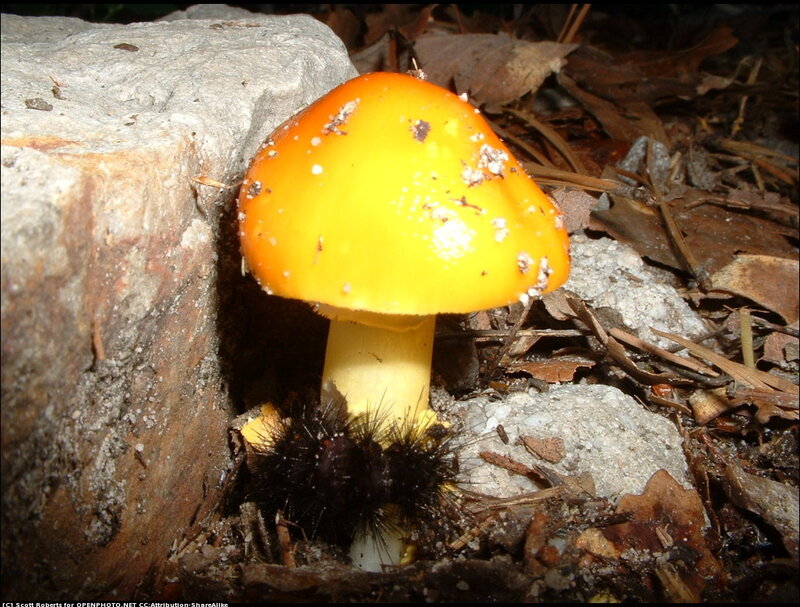 Yellow Mushroom in Forest — Natural