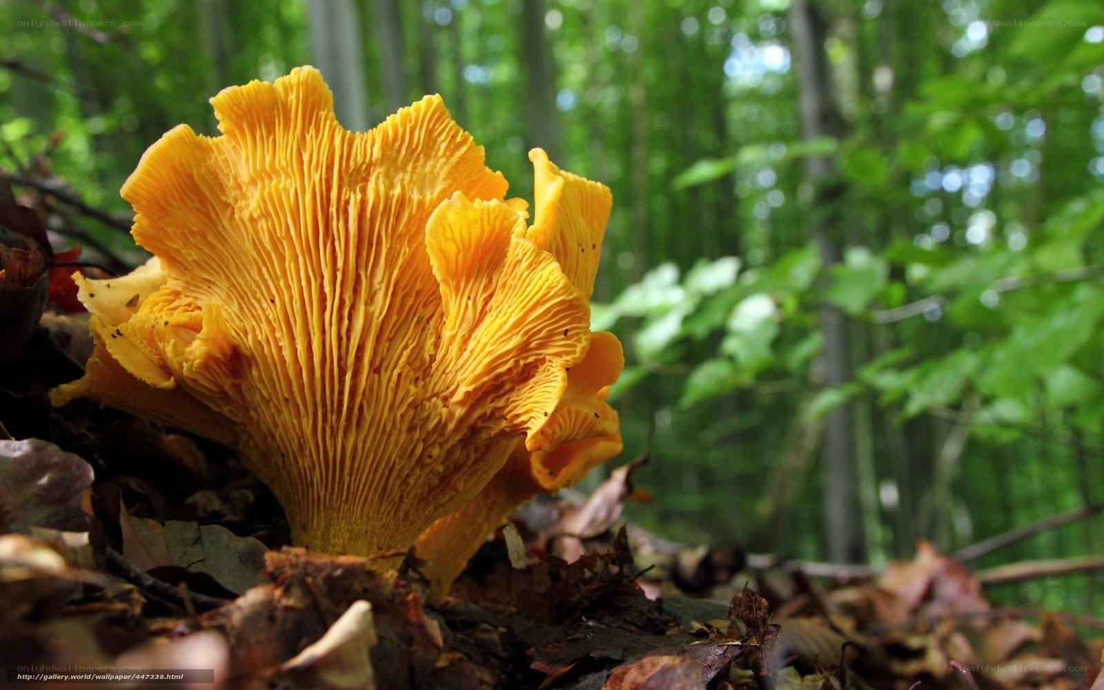 Yellow mushroom in forest