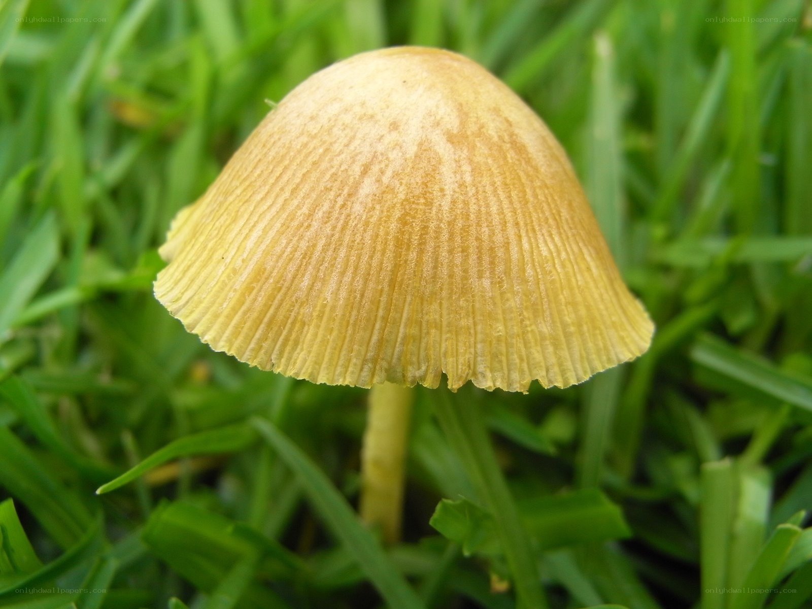 yellow mushroom in grass