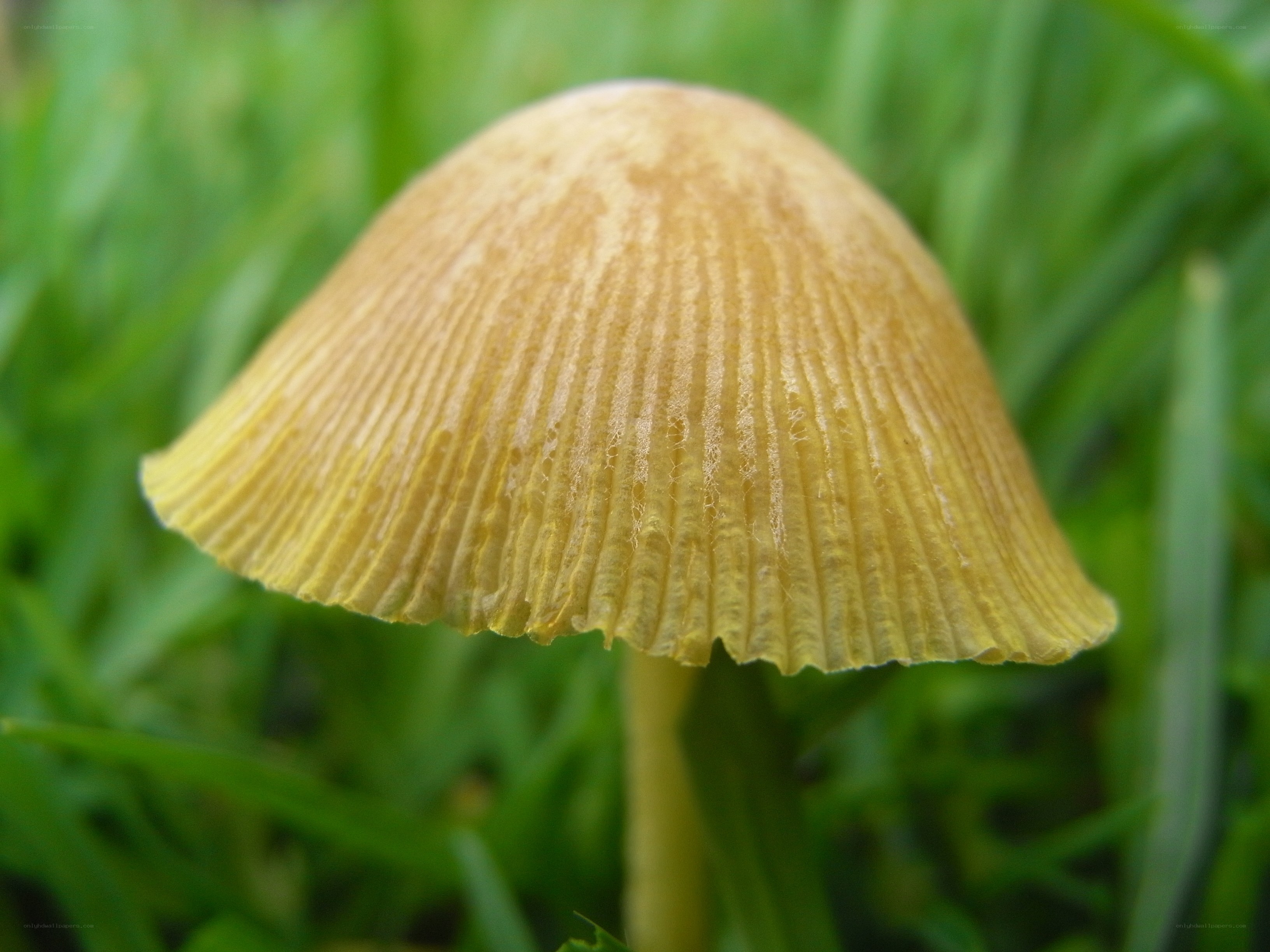 yellow mushroom in grass