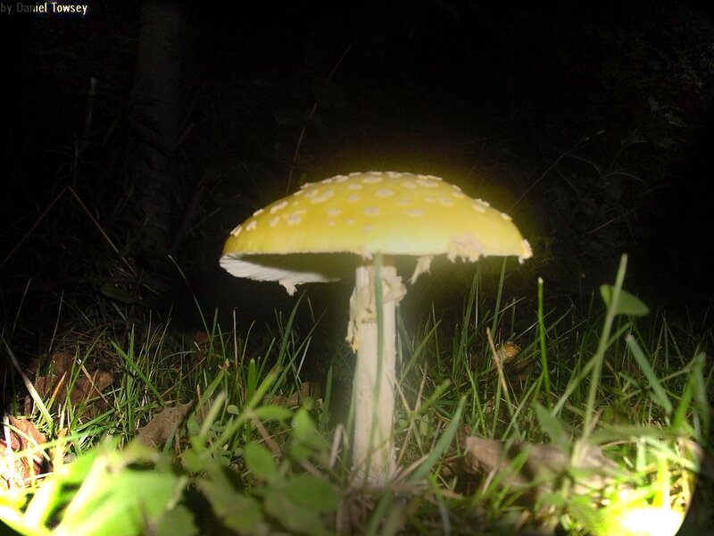 yellow mushroom in grass