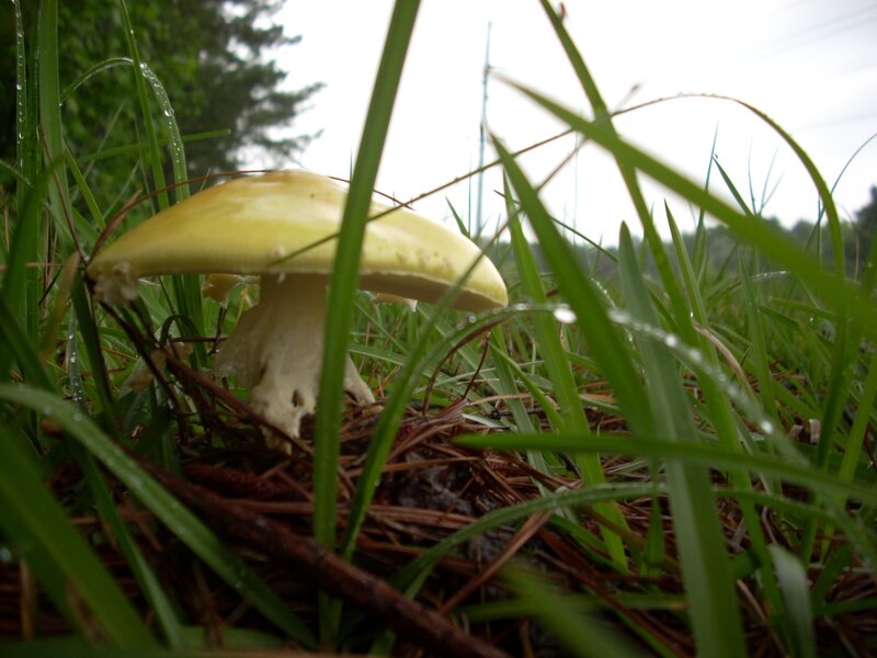 Yellow Mushroom in Grass — Green