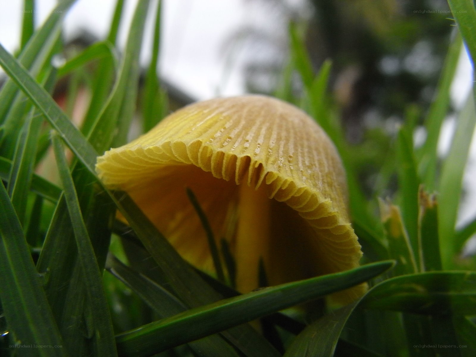 yellow mushroom in grass