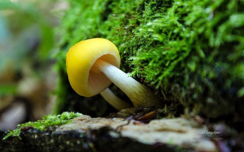 Yellow Mushroom in Moss