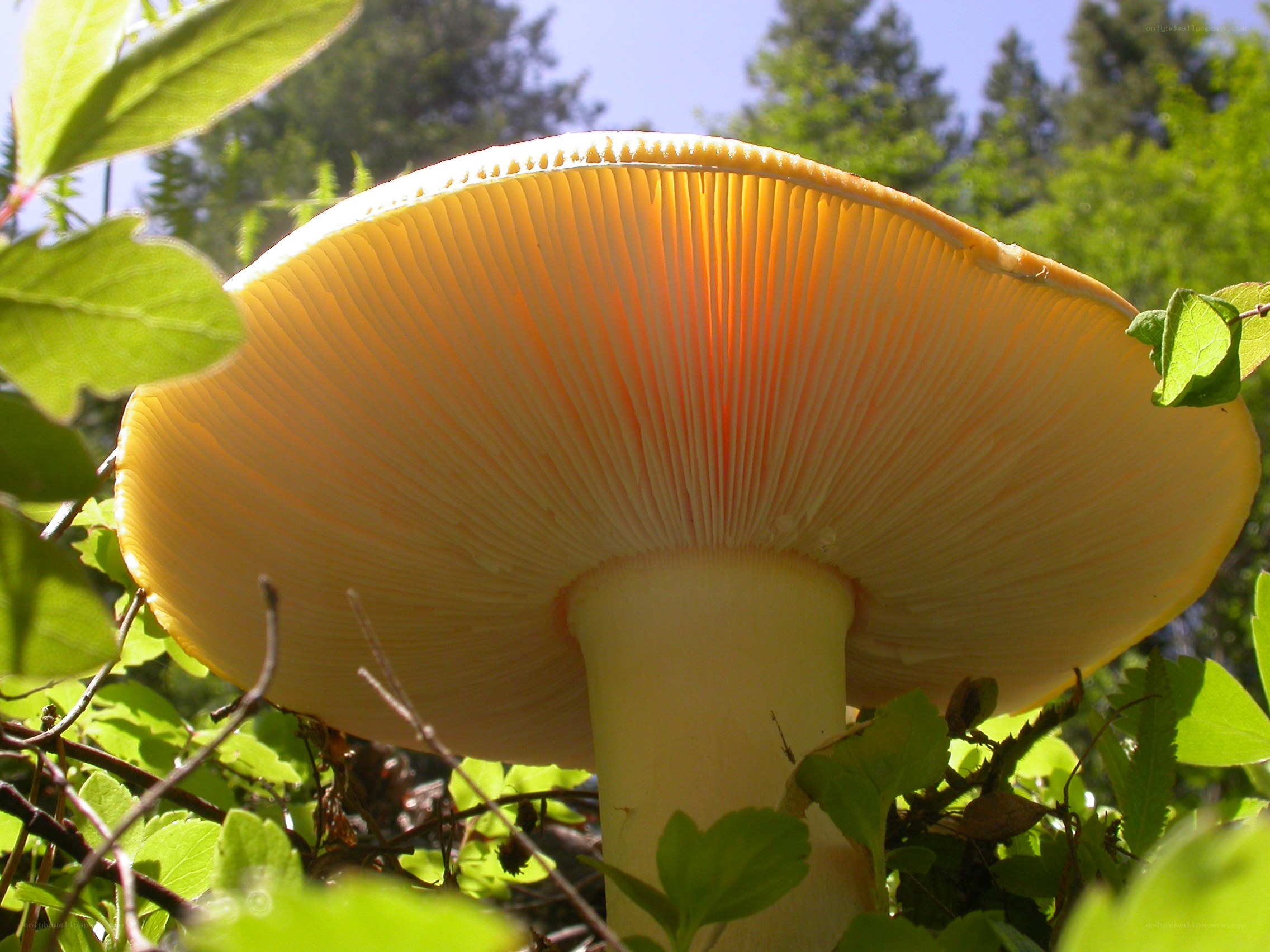 Yellow mushroom under sunlight