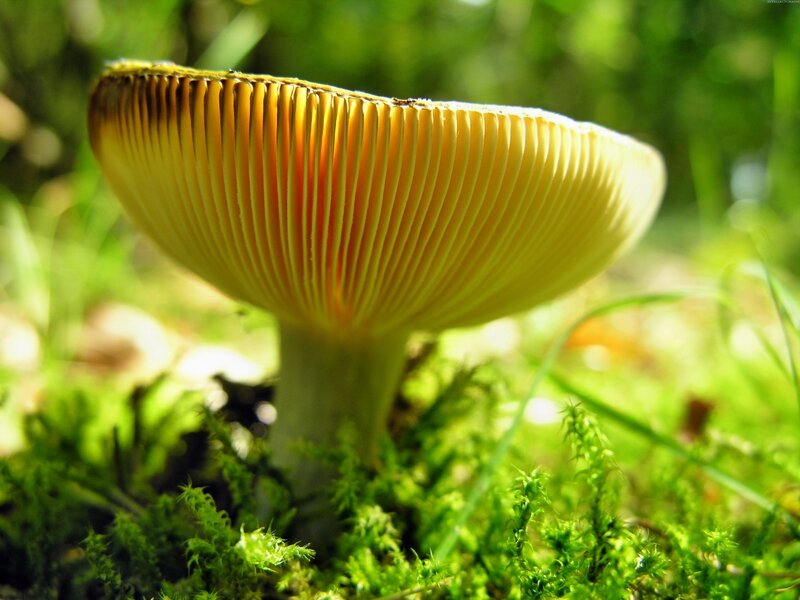 Yellow Mushroom Undergrowth