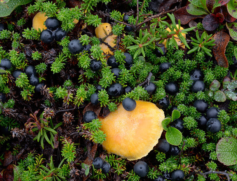 Yellow Mushrooms and Berries