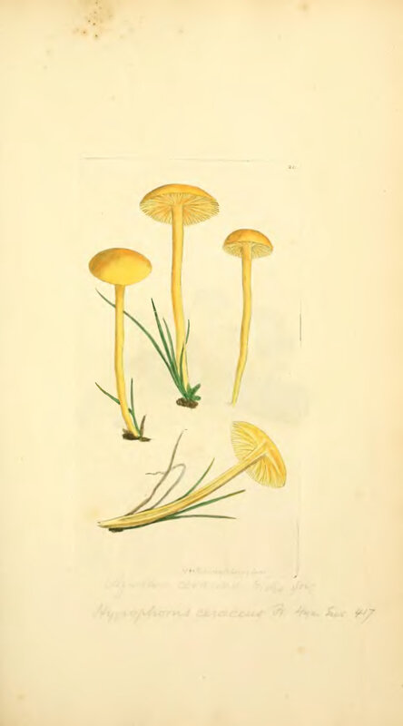 Yellow mushrooms illustration
