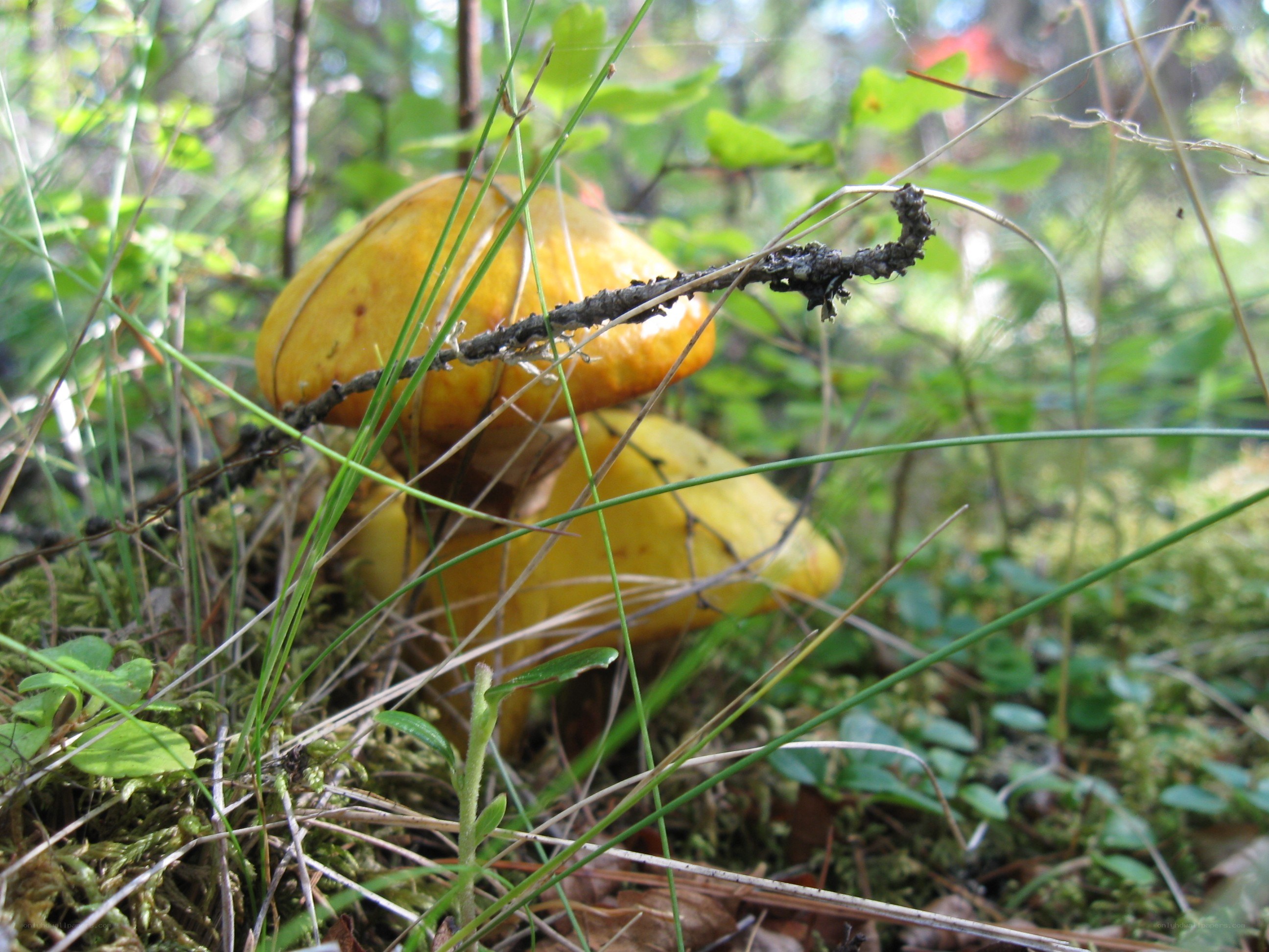 Yellow mushrooms in forest grass