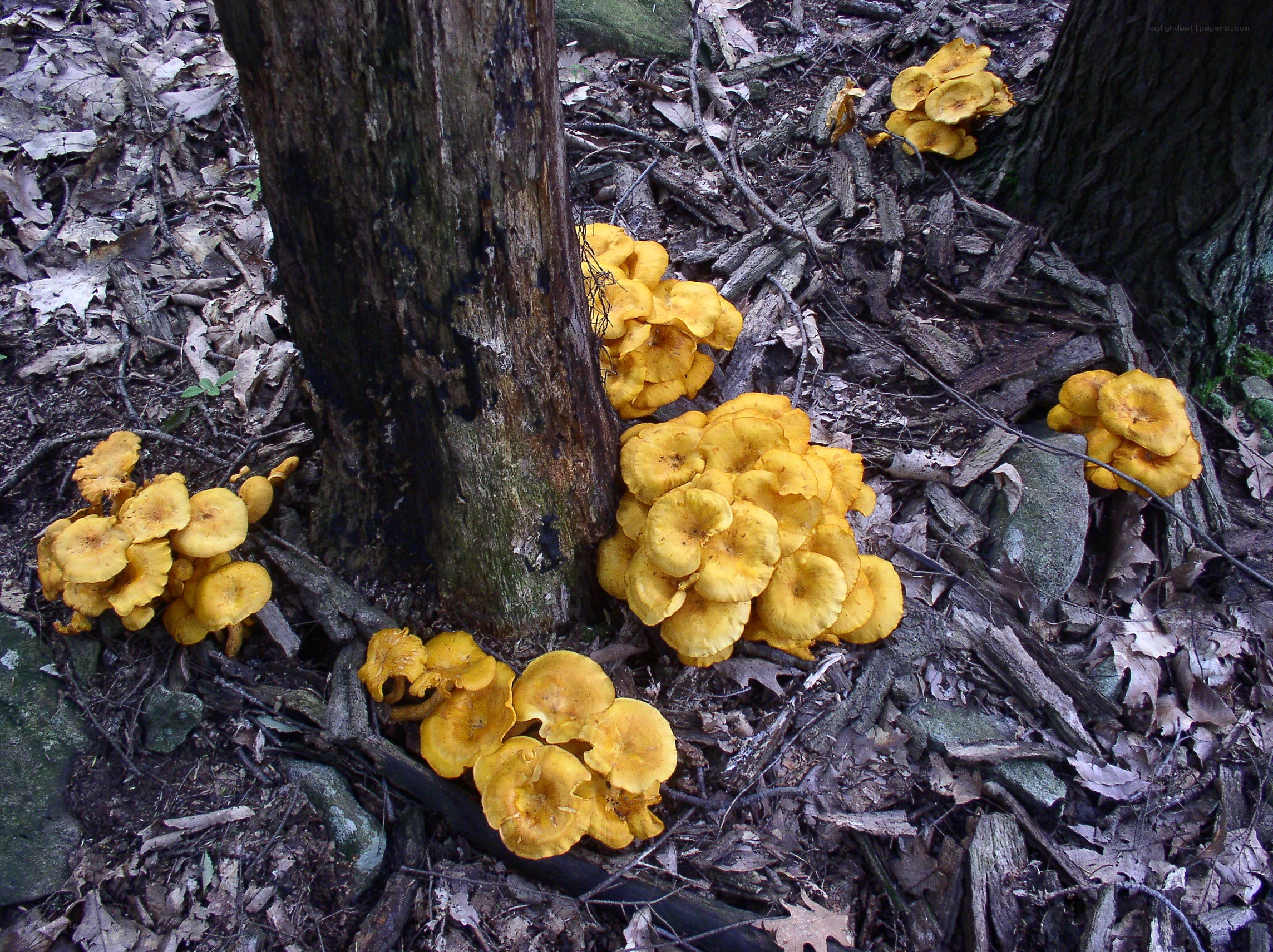 Yellow mushrooms in forest