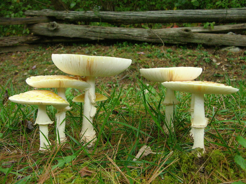 Yellow Mushrooms in Grass