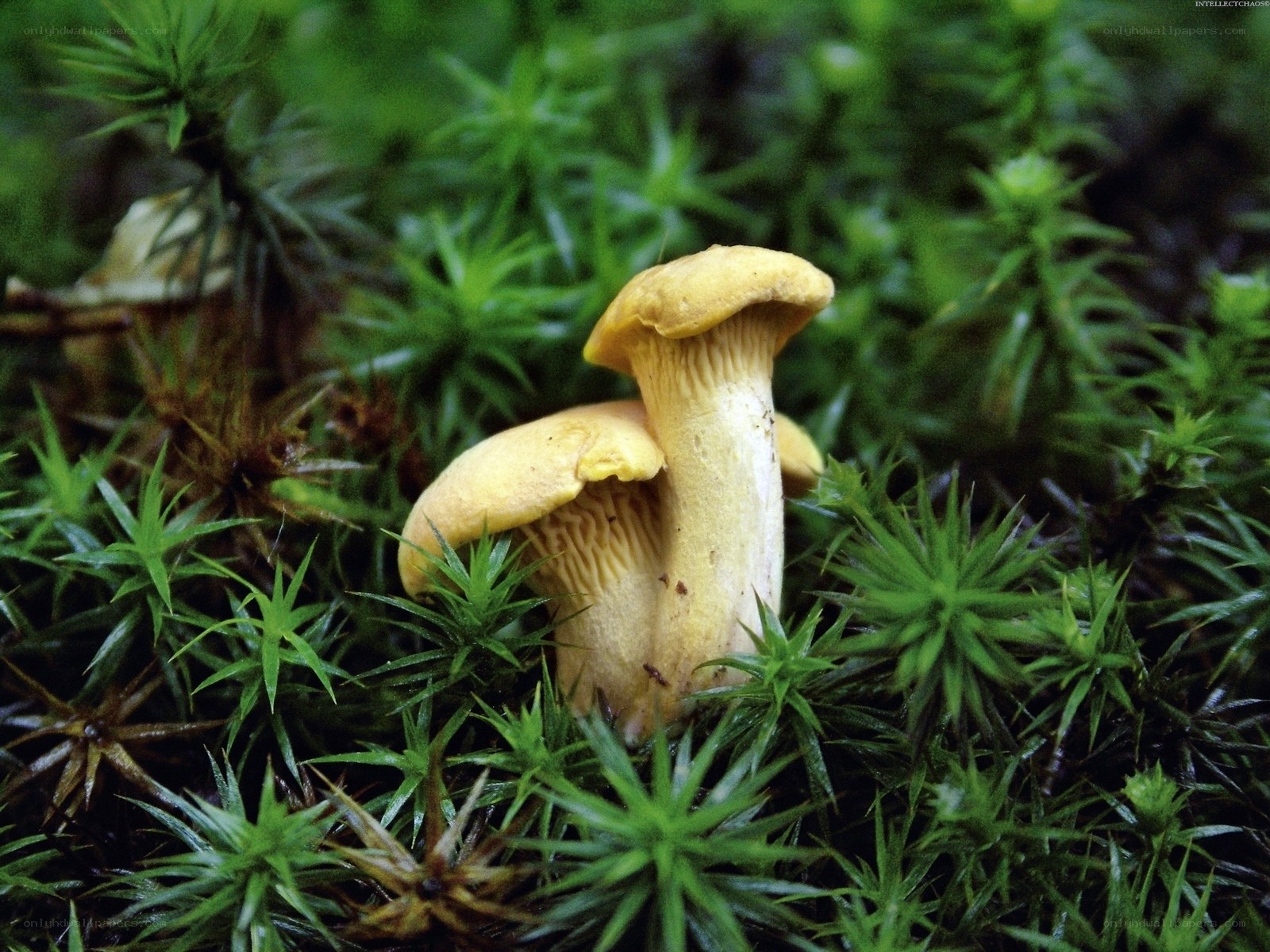 Yellow mushrooms in moss