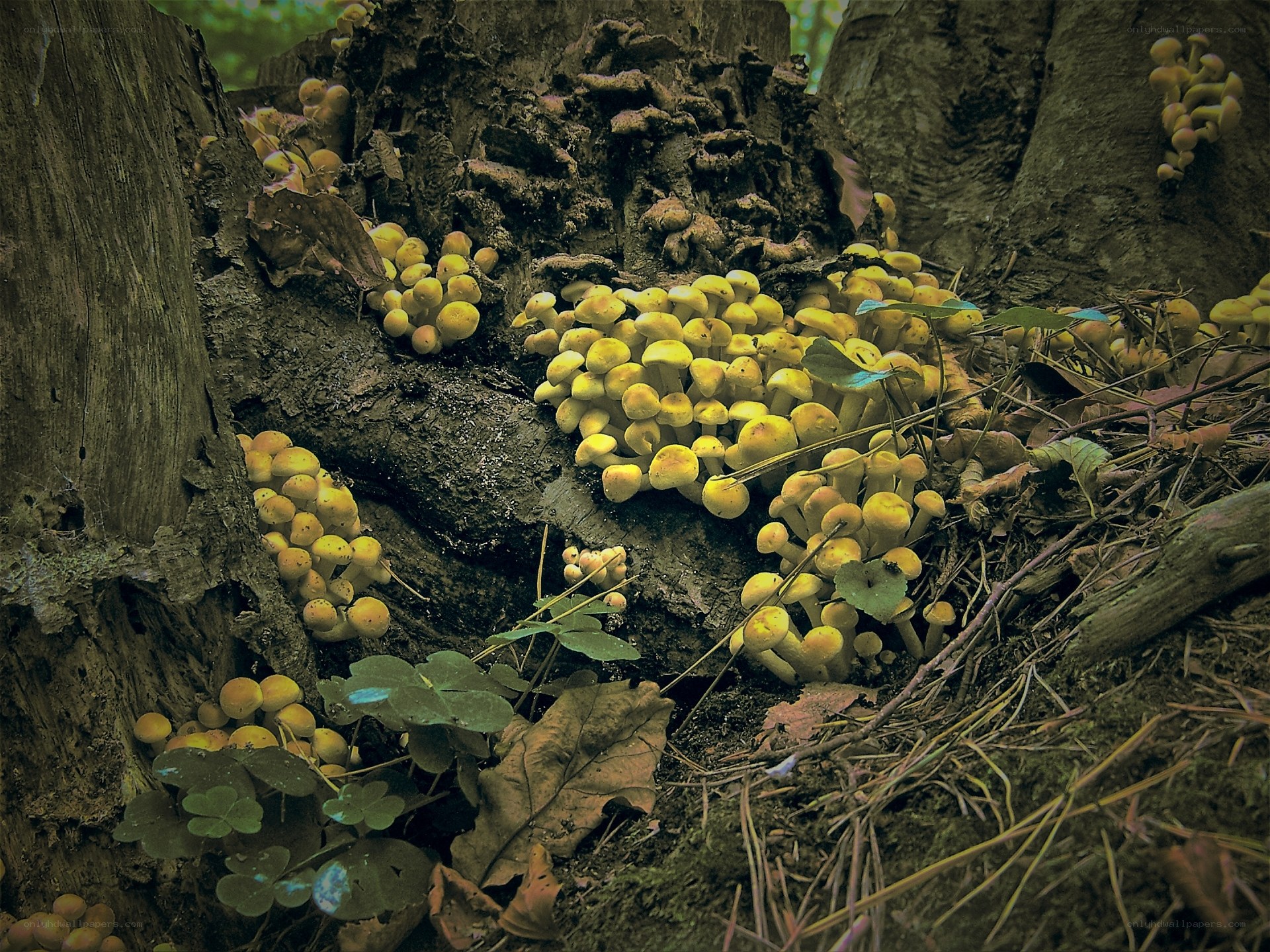Yellow mushrooms on a tree stump