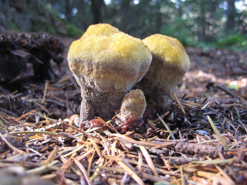 Yellow Mushrooms on Forest Floor