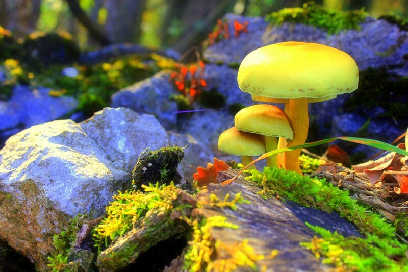 Yellow Mushrooms on Moss