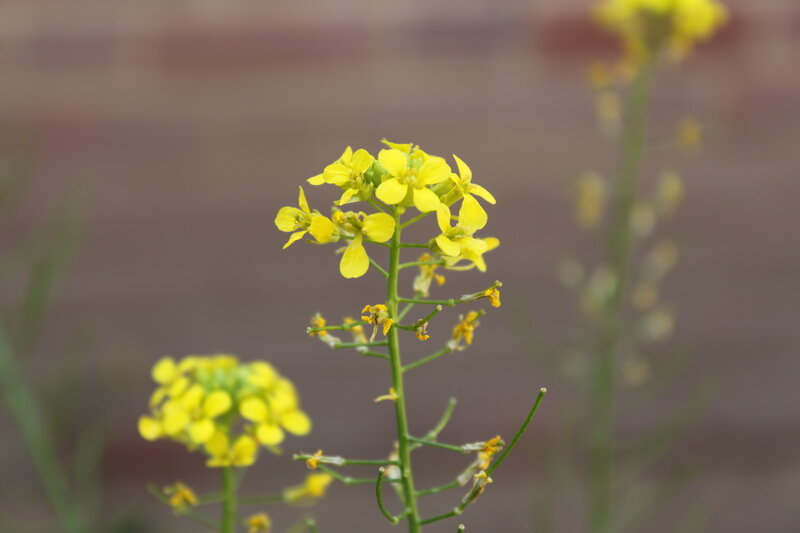 Yellow Mustard Flowers