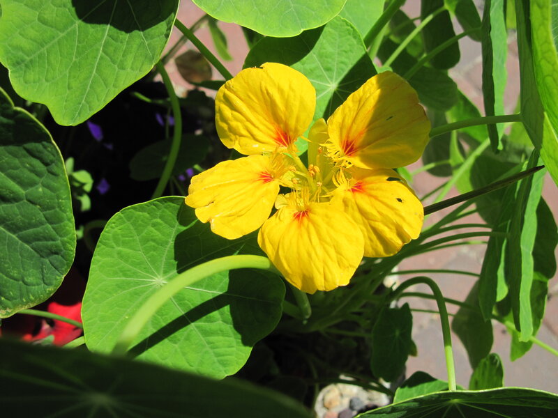 Yellow Nasturtium Flower — Bright