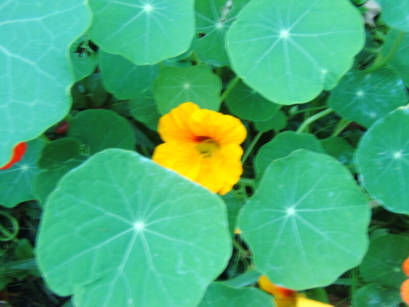 Yellow Nasturtium Flower — Green