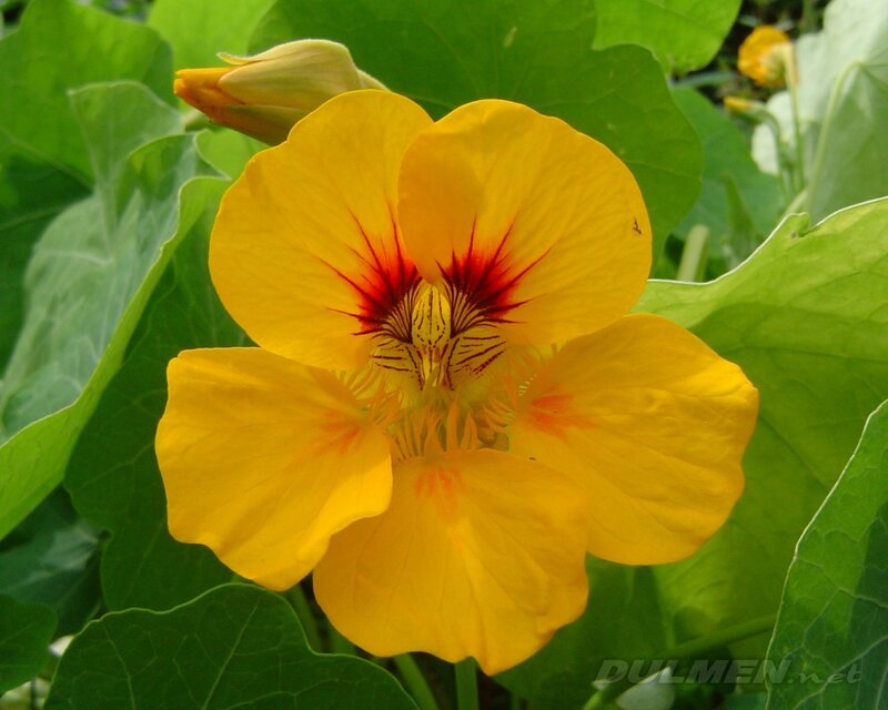 Yellow Nasturtium Flower