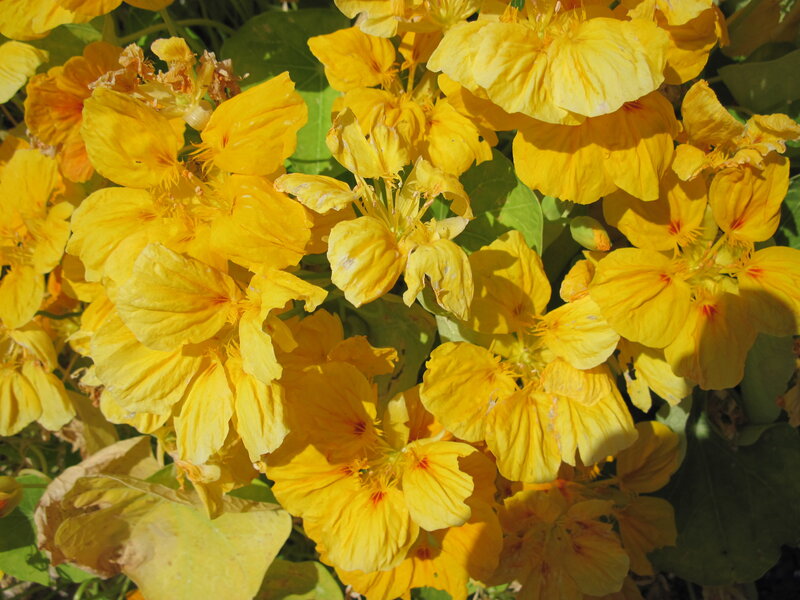 Yellow Nasturtium Flowers — Bright, Afternoon