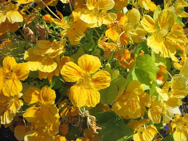 Yellow Nasturtium Flowers — Bright