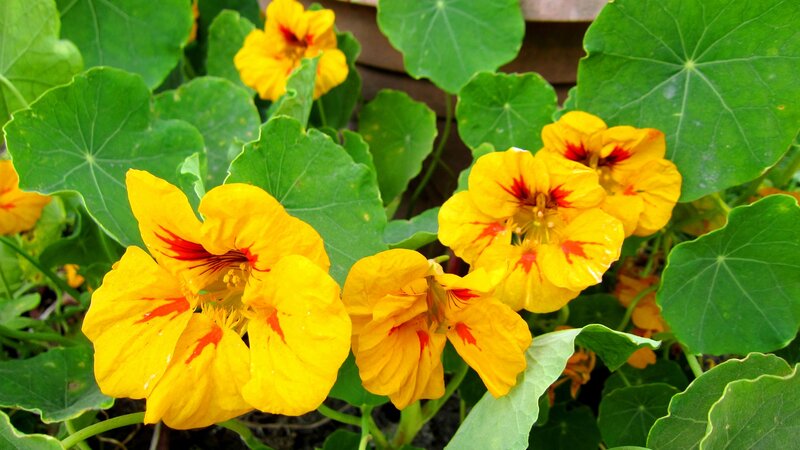 Yellow Nasturtium Flowers