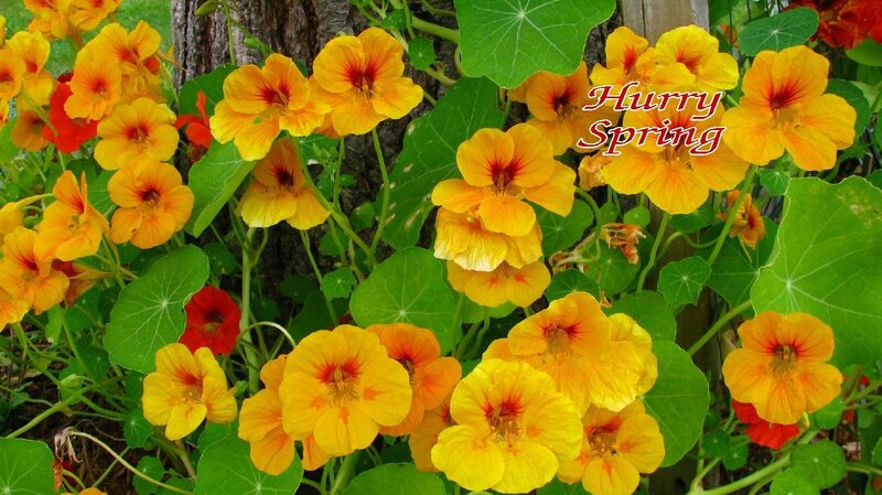 Yellow Nasturtium Flowers — Vibrant