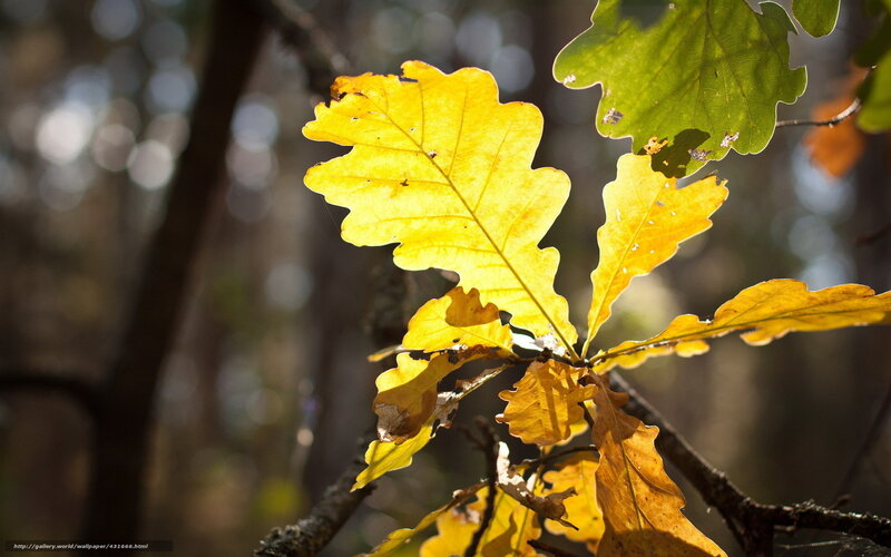 Yellow Oak Leaves