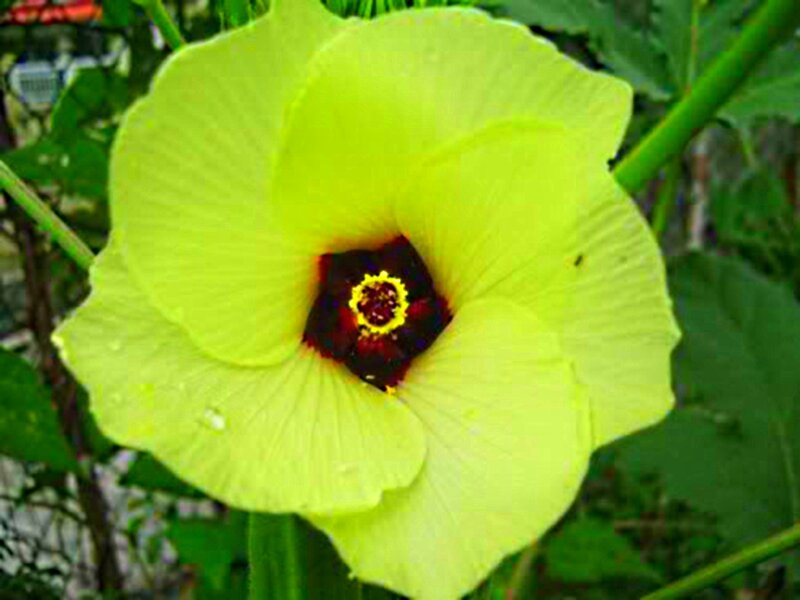 Yellow Okra Flower