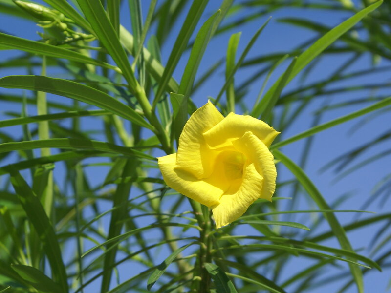 Yellow Oleander Flower
