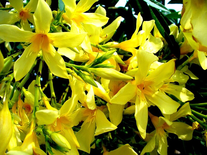Yellow Oleander Flowers