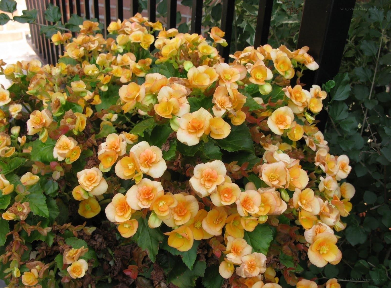 yellow-orange begonia flowers