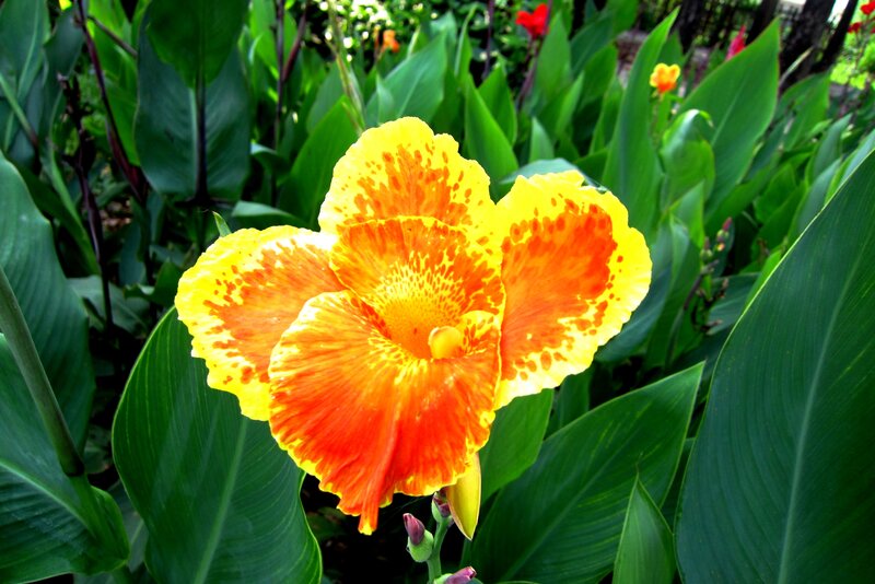 Yellow-orange Canna Flower