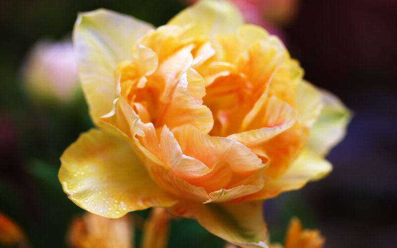 yellow-orange flower bloom