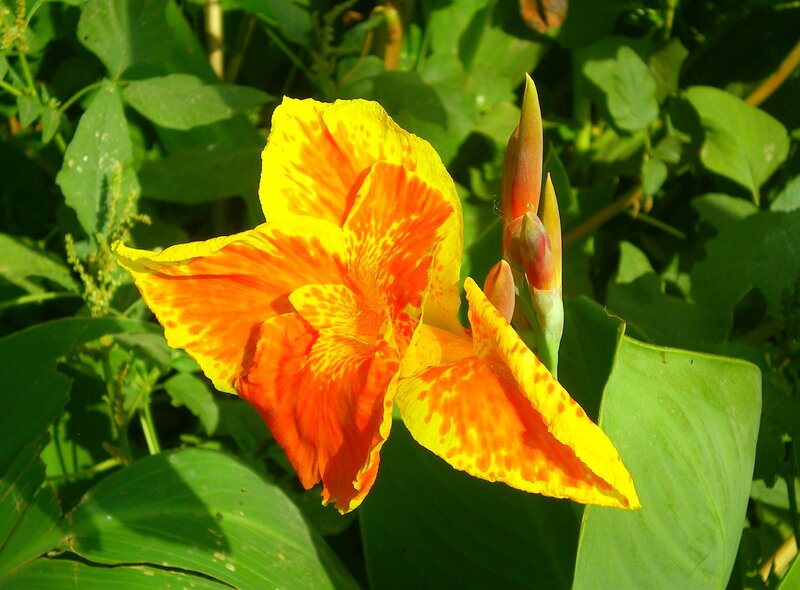 Yellow-orange Flower