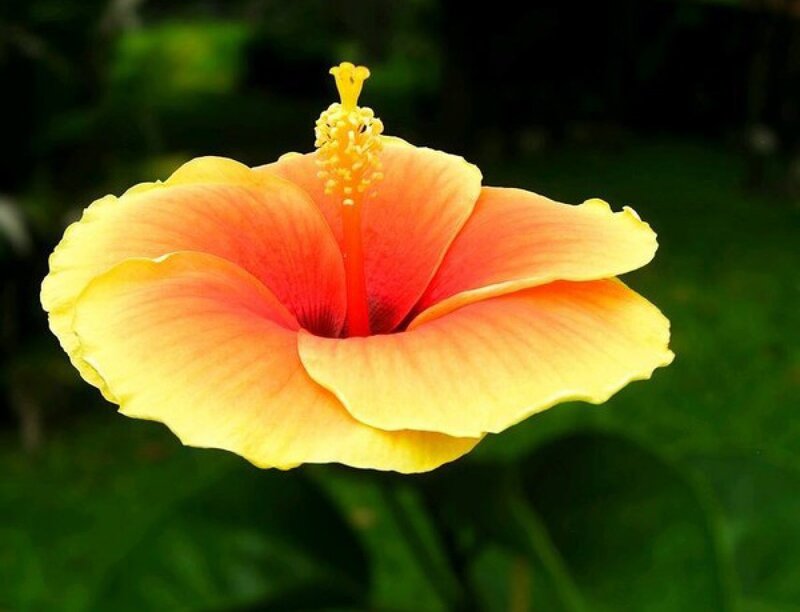 Yellow-orange Hibiscus Flower
