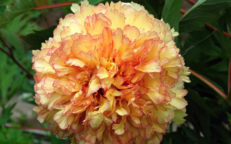 Yellow-orange Peony Flower