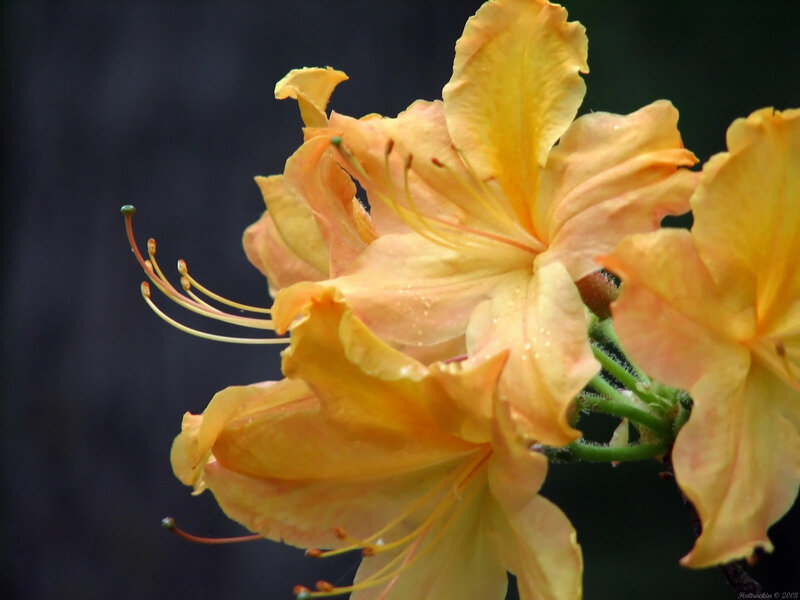 yellow-orange rhododendron flowers