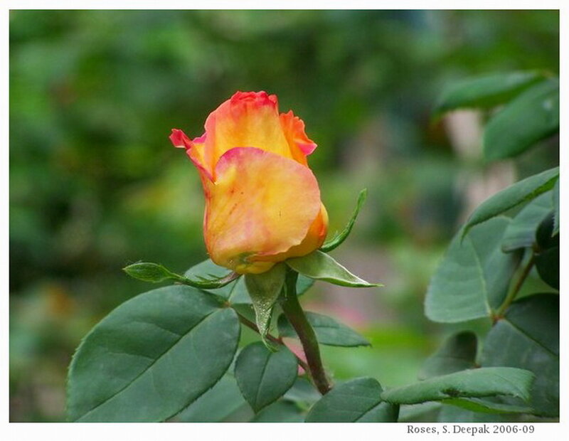 Yellow-orange Rose Bud